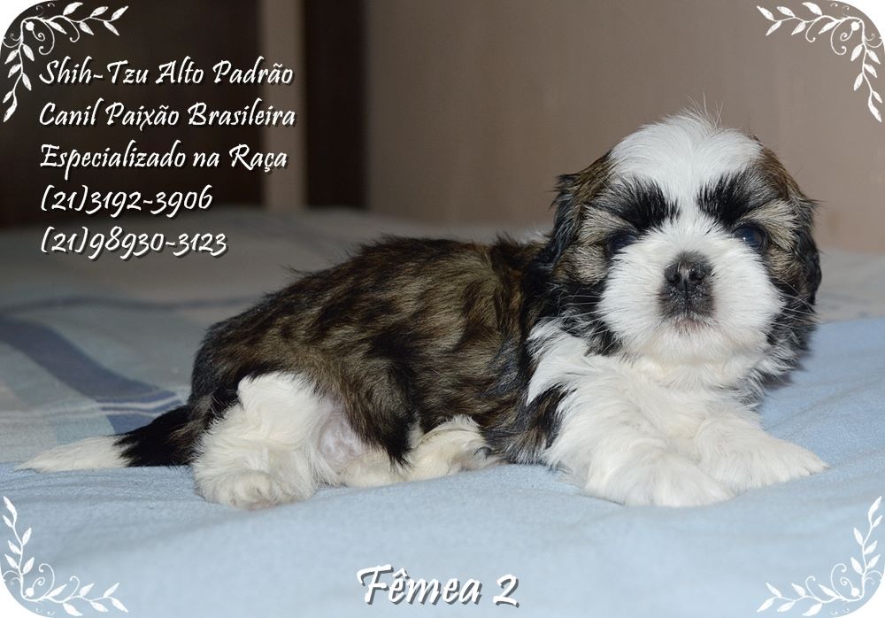 comprar shih tzu com pedigree